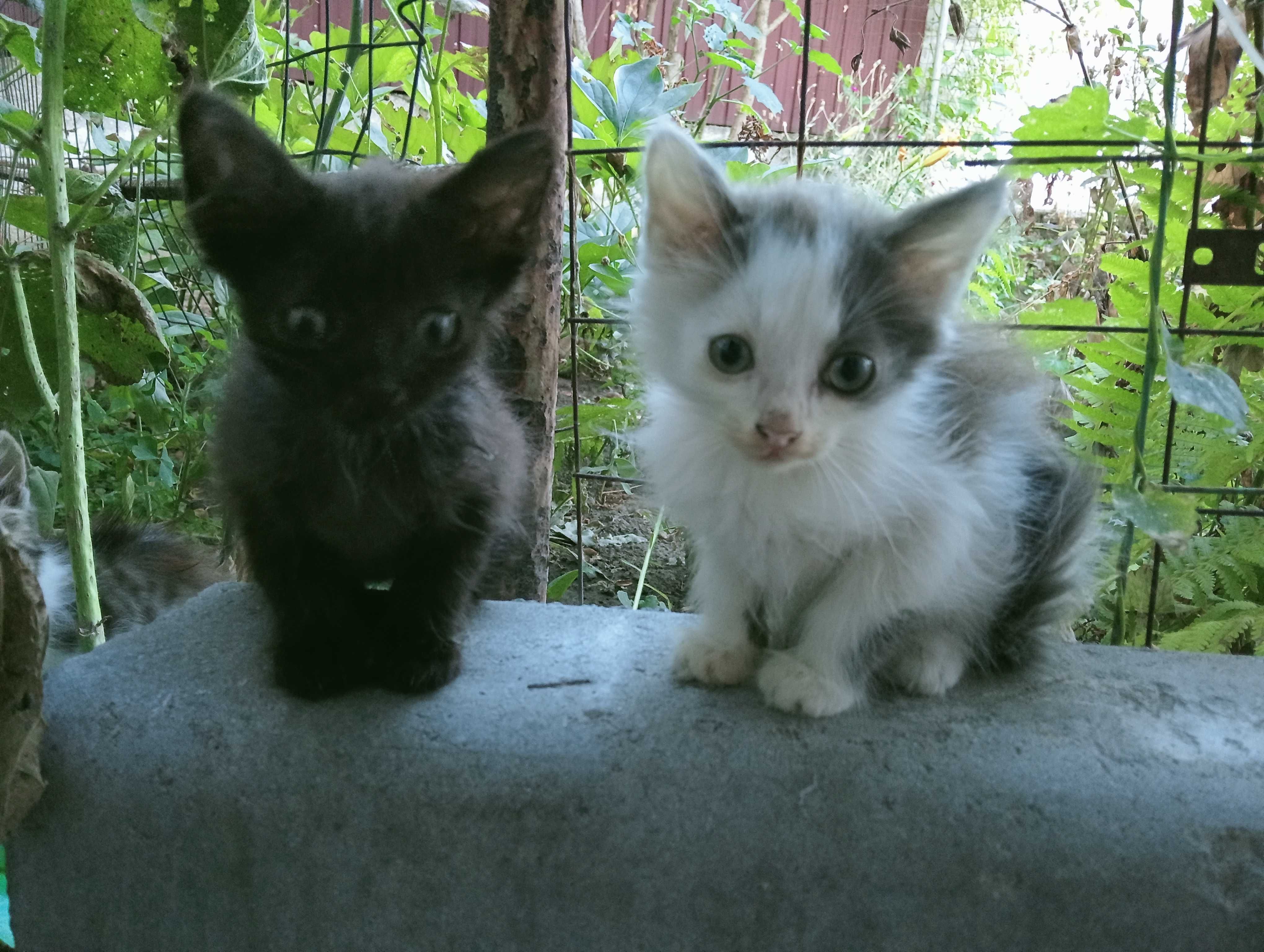 Котики безкоштовно