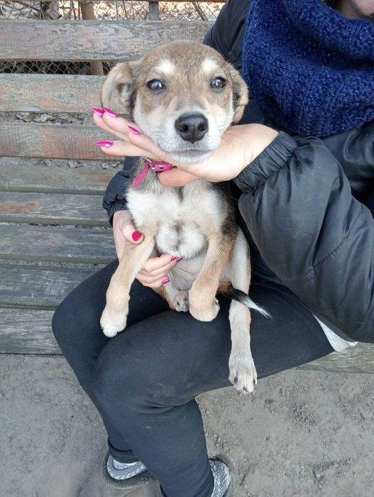 Цуценята шукають  родину