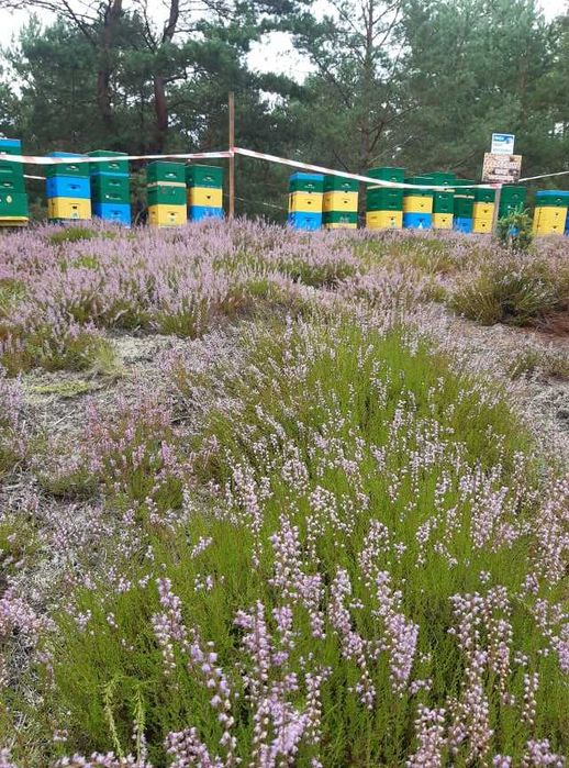 Pyłek pszczeli / kwiatowy