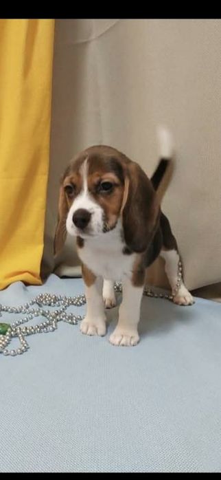 Щенки бигля триколор