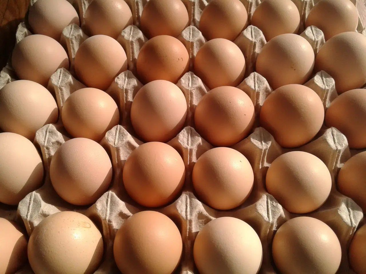 Яйце для інкубації Марабелла