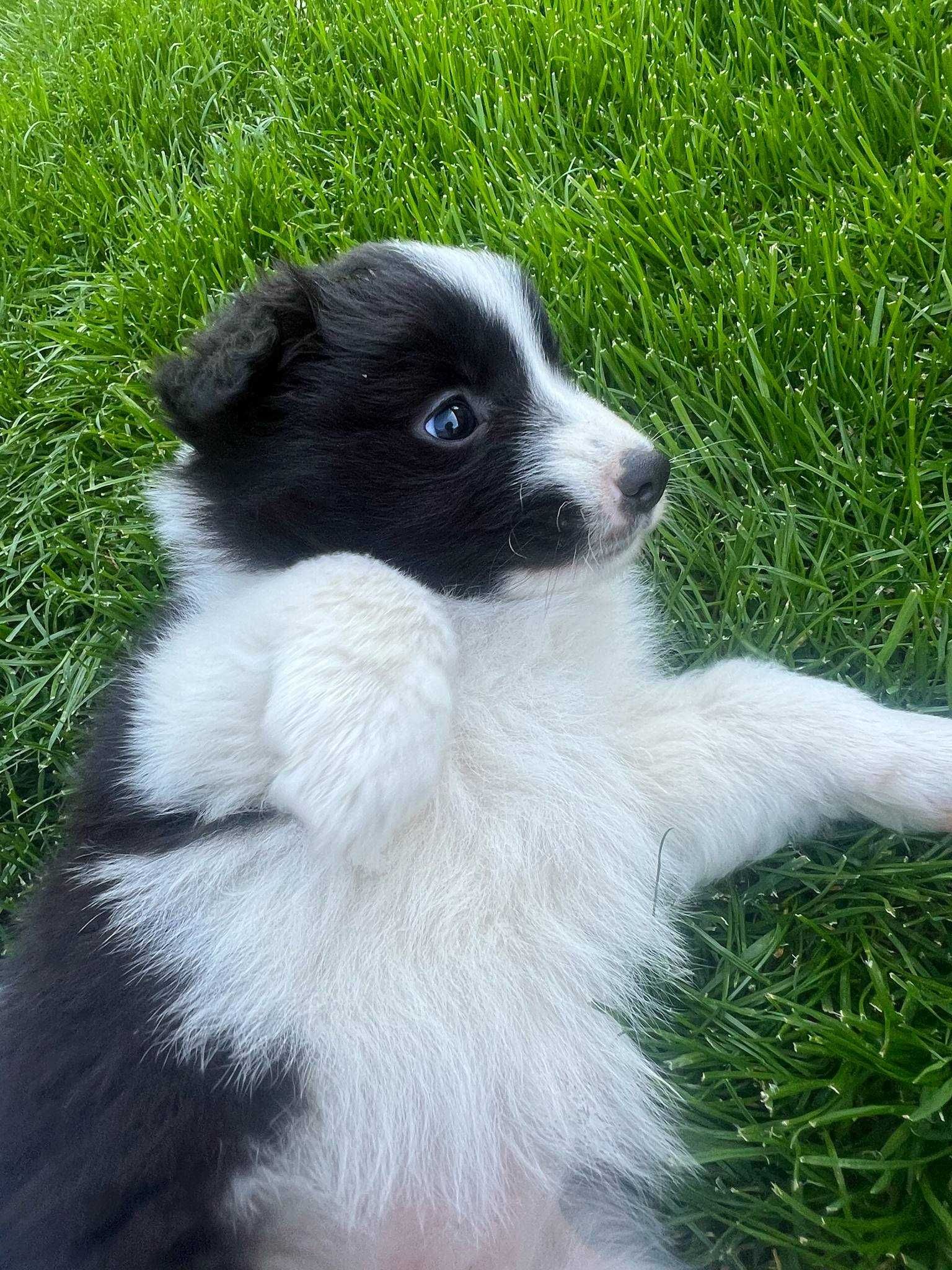 border collie suczka