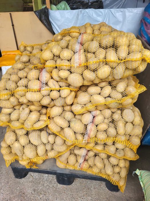 Ziemniaki ekologiczne Tajfun