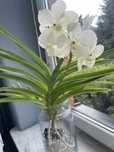 Vanda storczyk biala