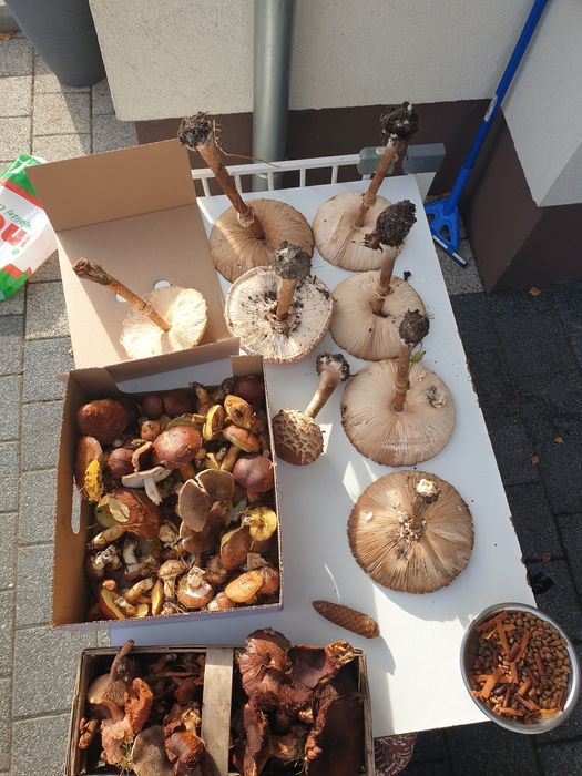 Sprzedam swieze grzyby podgrzybki rydze kanie sowy maslaki