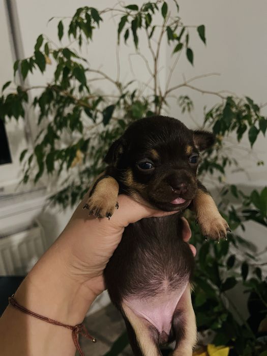 Sunia chihuahua krótkowłosa  czekoladowa