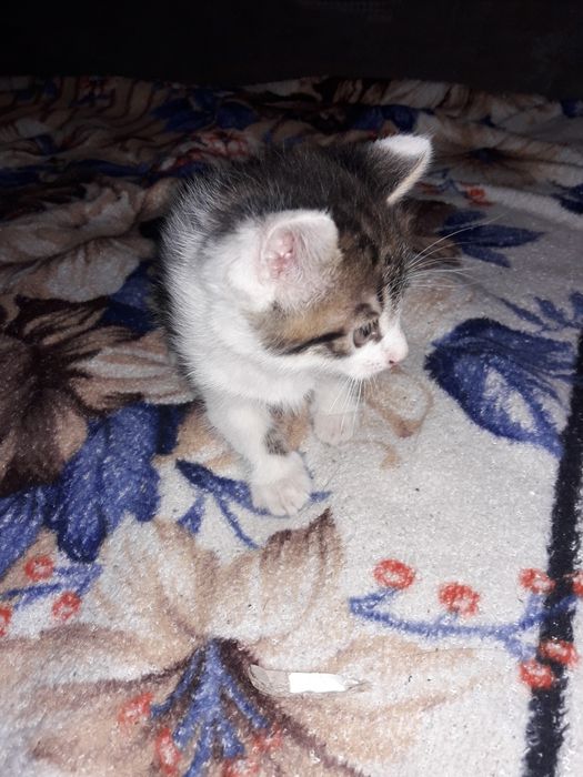 коти з гарантією