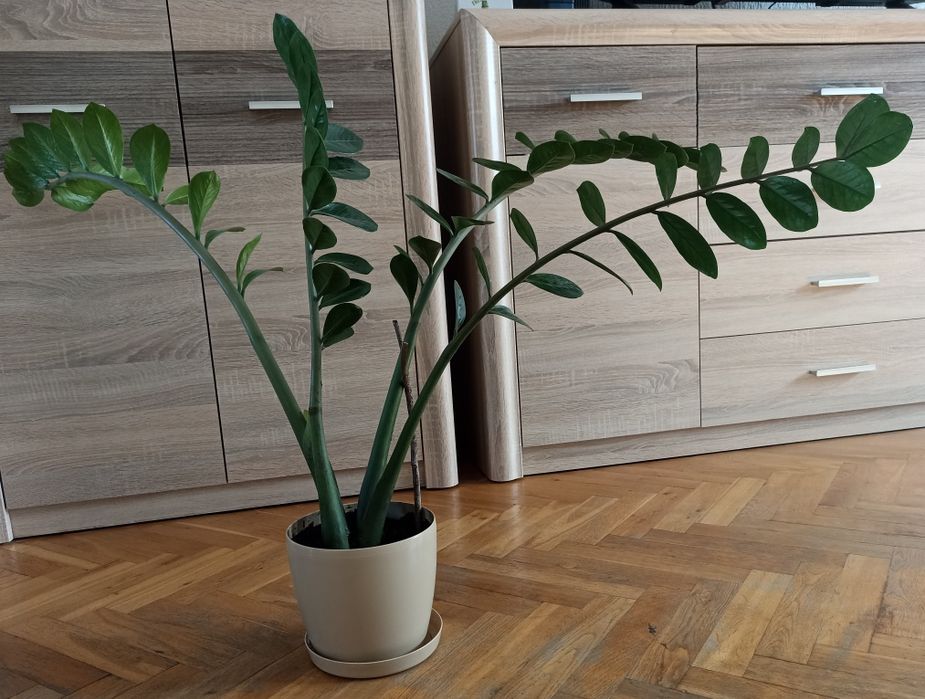 Duży zamiokulkas, 4 dojrzałe łodygi, 110cm, świeżo przesadzony