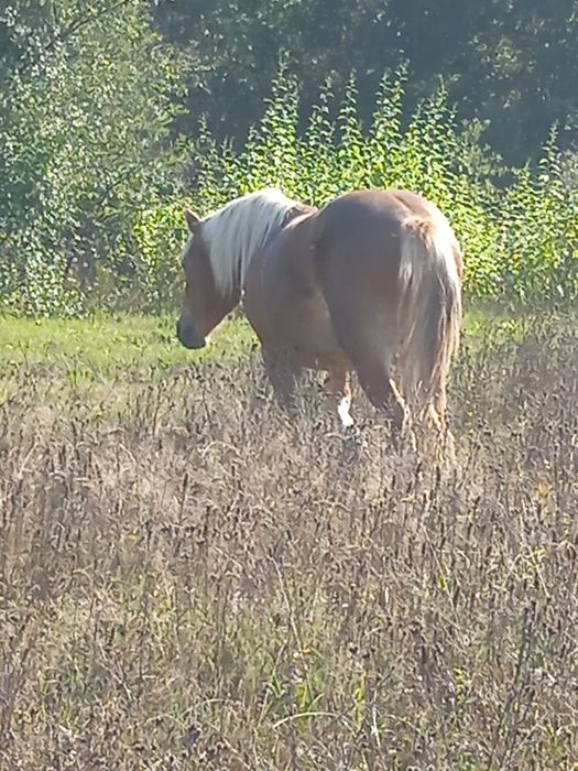 Продам лошака два років деталі за номером телефону