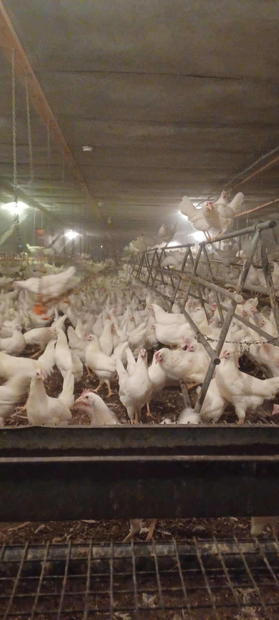 Kury Nioski Leghorn 24 tygodnie z jajkiem. Wysylka!