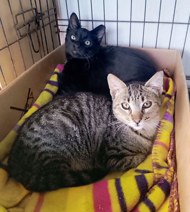 Gatinhos para adoção