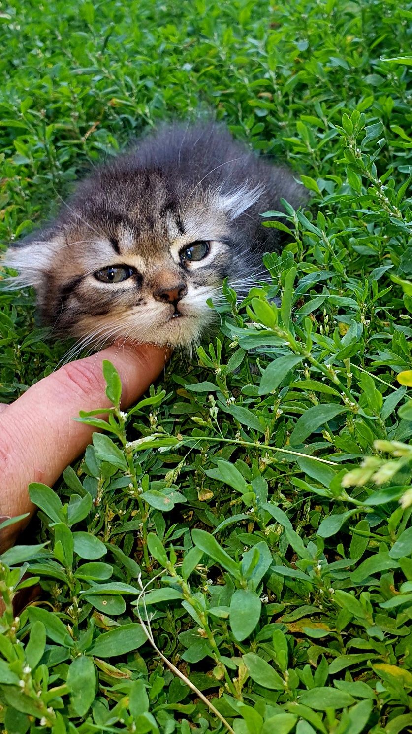 Котята ищат дом и настоящую семью