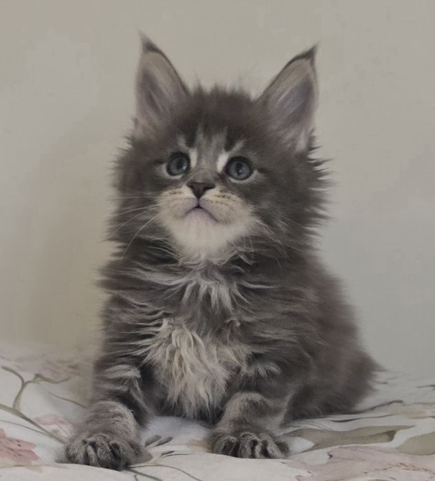 Niebieska kotka Maine Coon