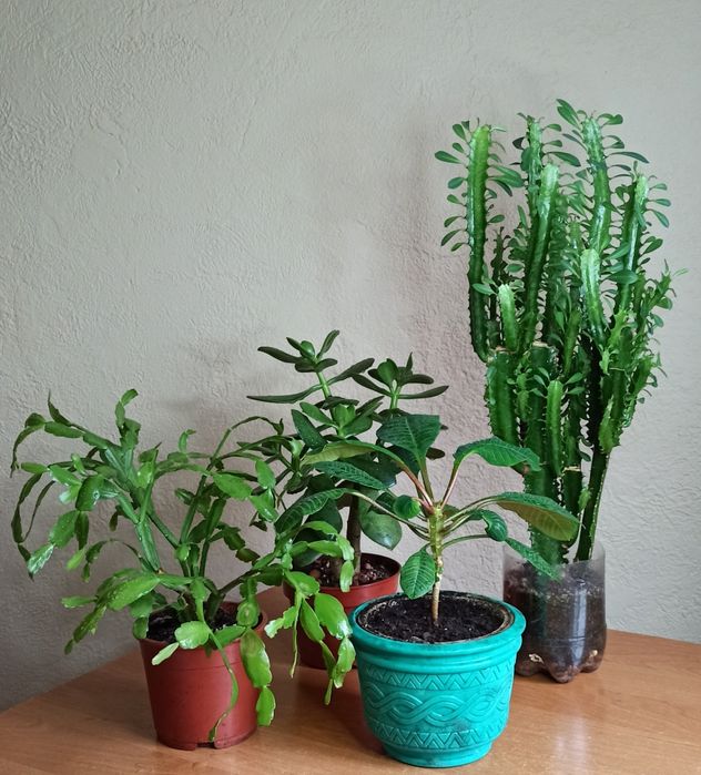 Обмен Растениями