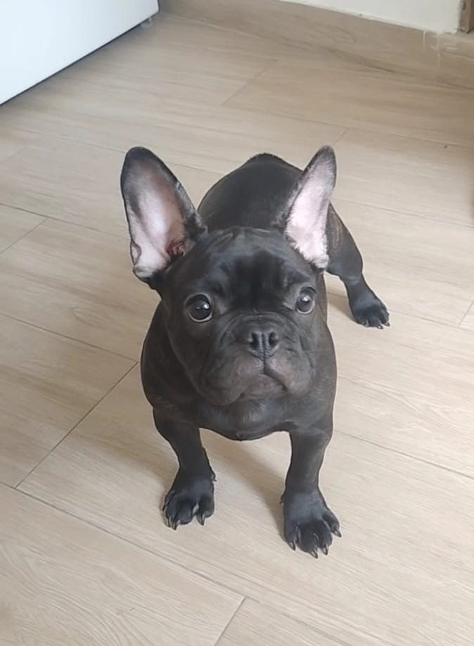 Bulldog francês   femea.