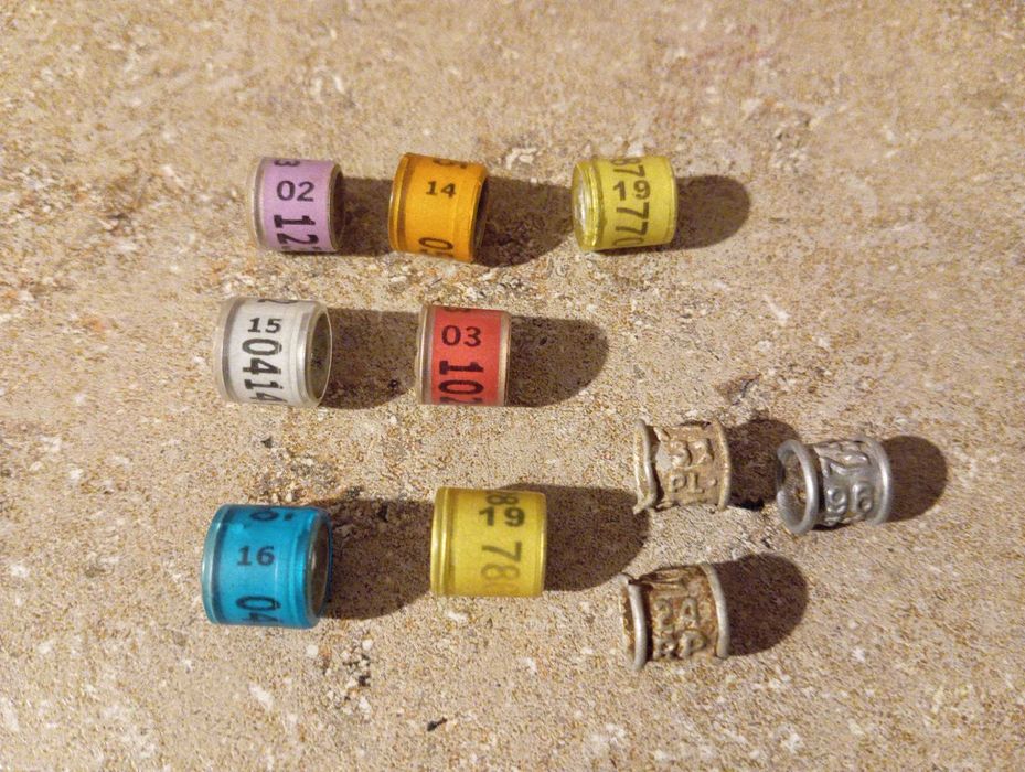 porządki domowe obrączki do gołębi