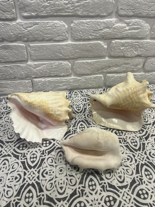 Натуральні ракушки для декору або в акваріум