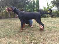Cudowna suczka dobermana FCI po Championie z b. dobrym rodowodem ZKwP