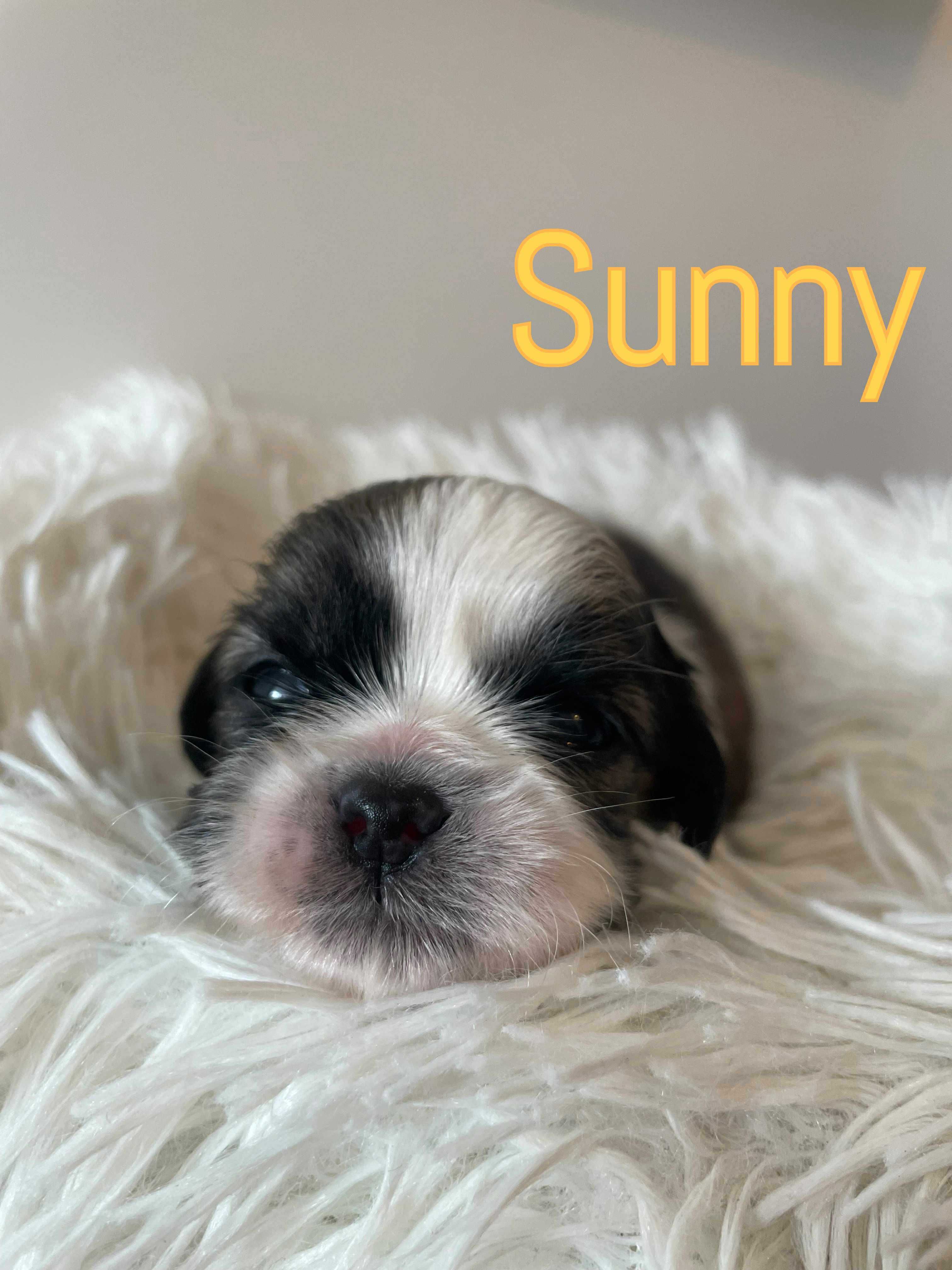 Shih tzu z rodowodem