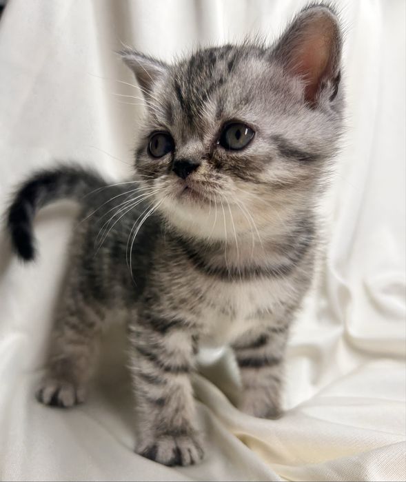 Шотландські кошенята