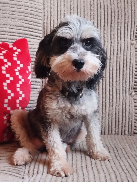 Cockapoo , spaniel pudel , cockapoo f1b samiec