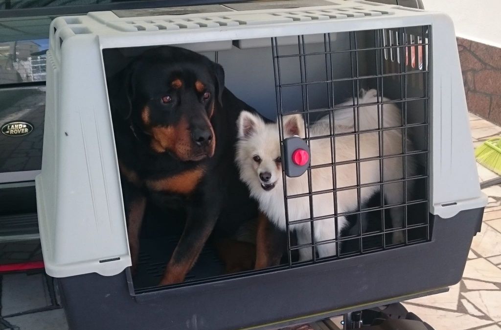 Box de transporte de animais