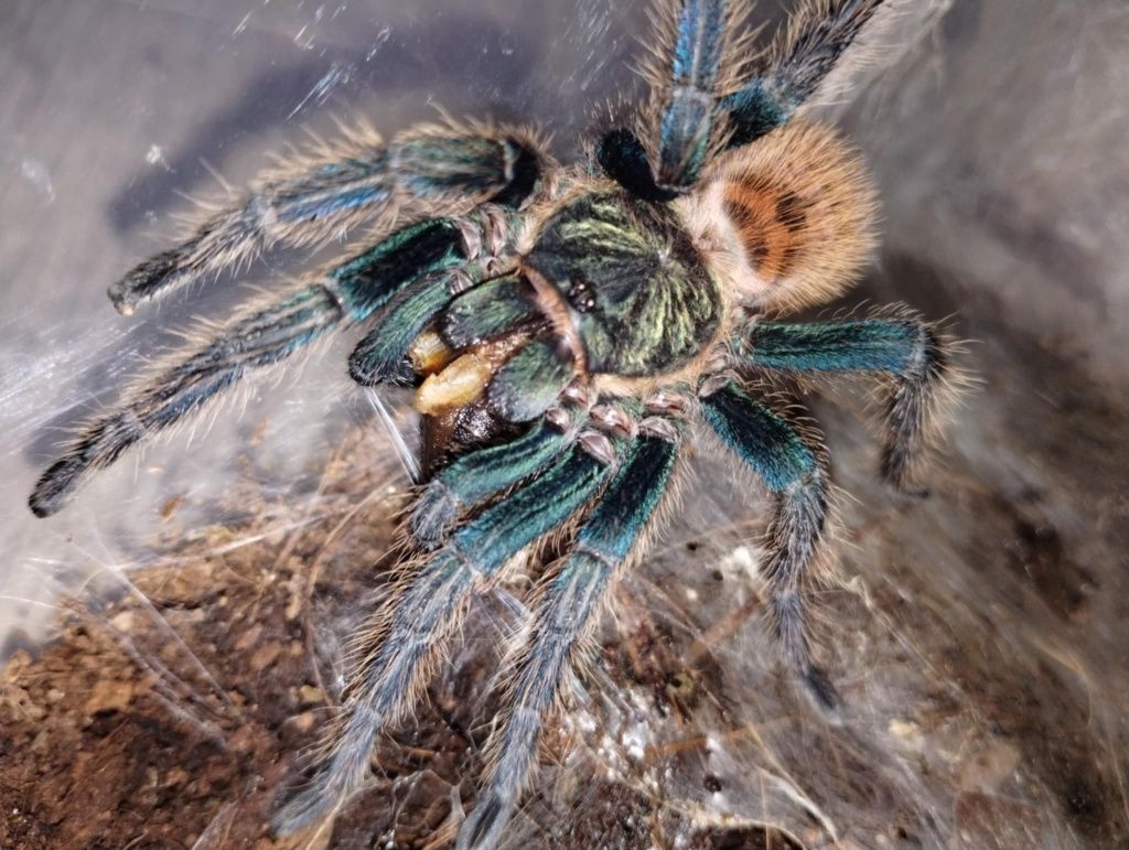 Dorosły samiec chromatopelma cyaneocubescens