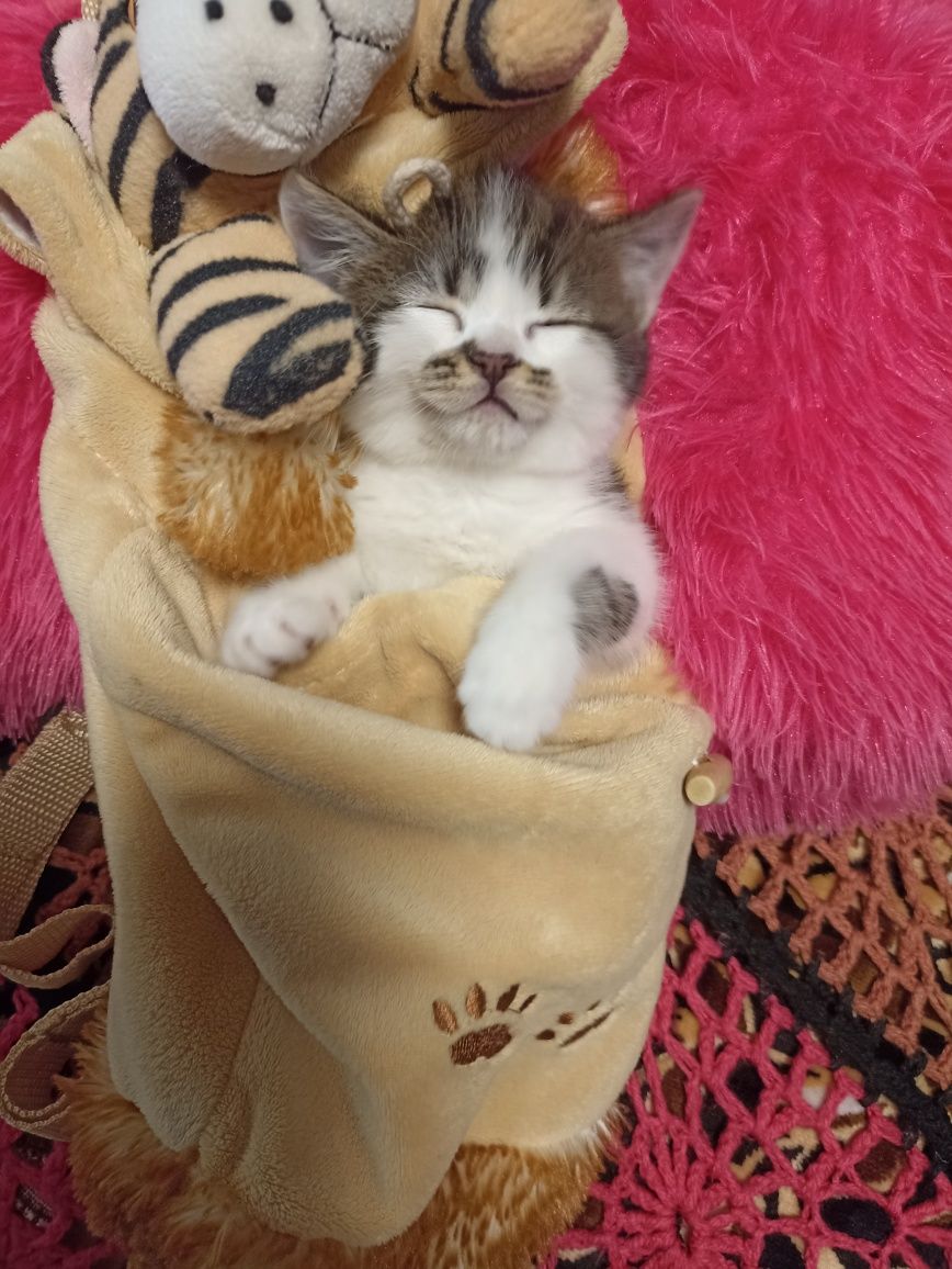 Кошенята британські