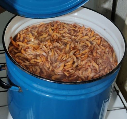 Креветка черноморская и дунайская