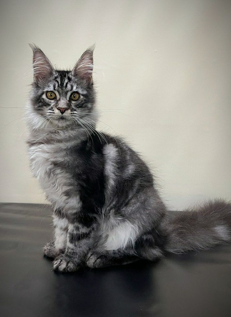 Maine Coon kittens silver  MCO ns