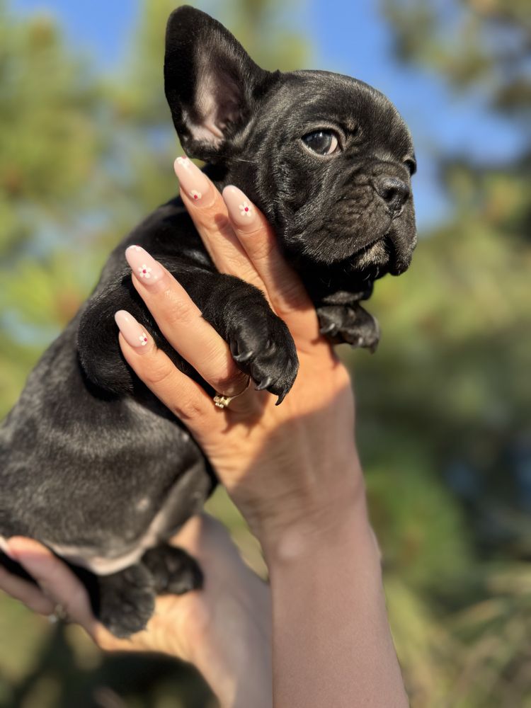 Buldog francuski -chlopczyk