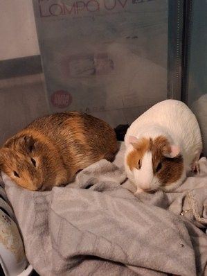 Oddam świnki morskie