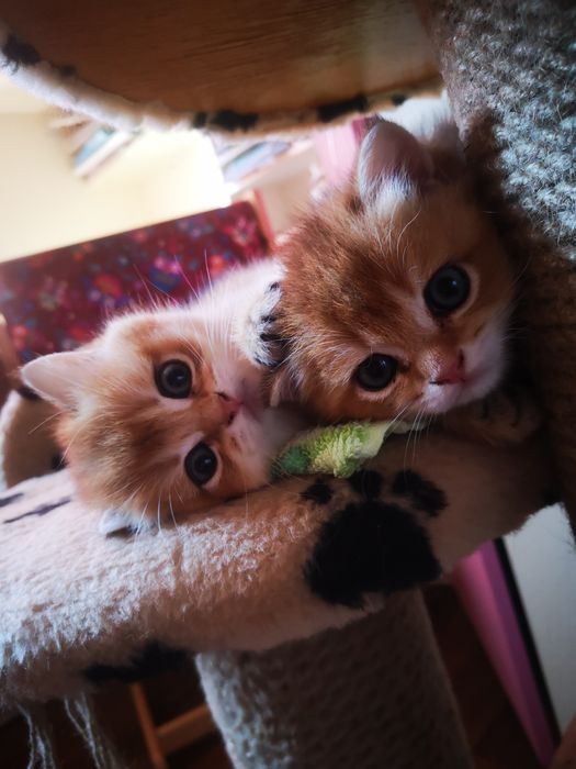 Котята  Британская золотая. Бронь.