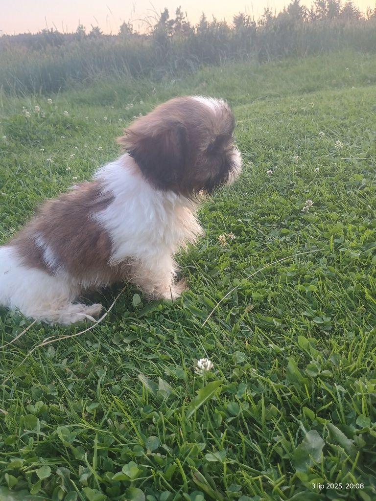 SHIH-TZU szczeniak