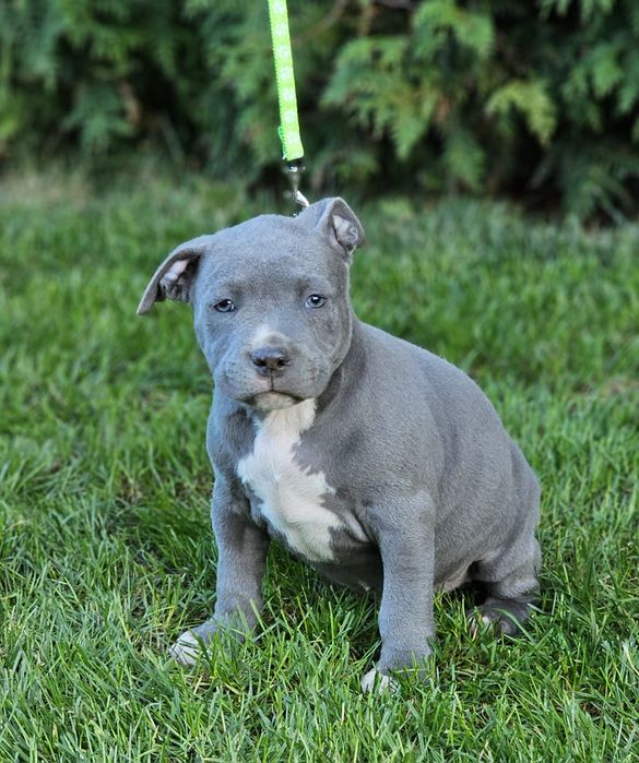 Piękny piesek amstaff