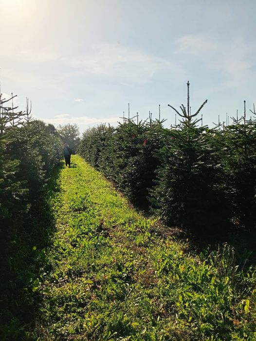 Jodła kaukaska CHOINKI 400cm