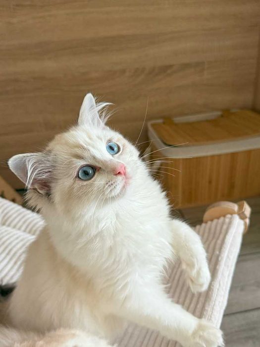 Ragdoll - Kotka z rodowodem Lazurowe Łapki*PL - Eowinka