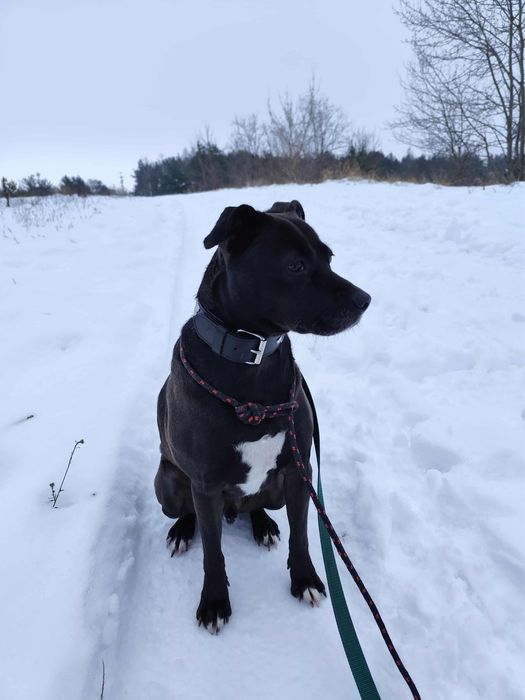 Nero w typie TTB odebrany z łańcucha