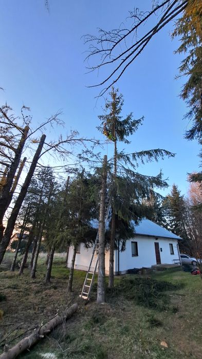 Wycinka i przycinanie drzew Darmowa wycena !!!