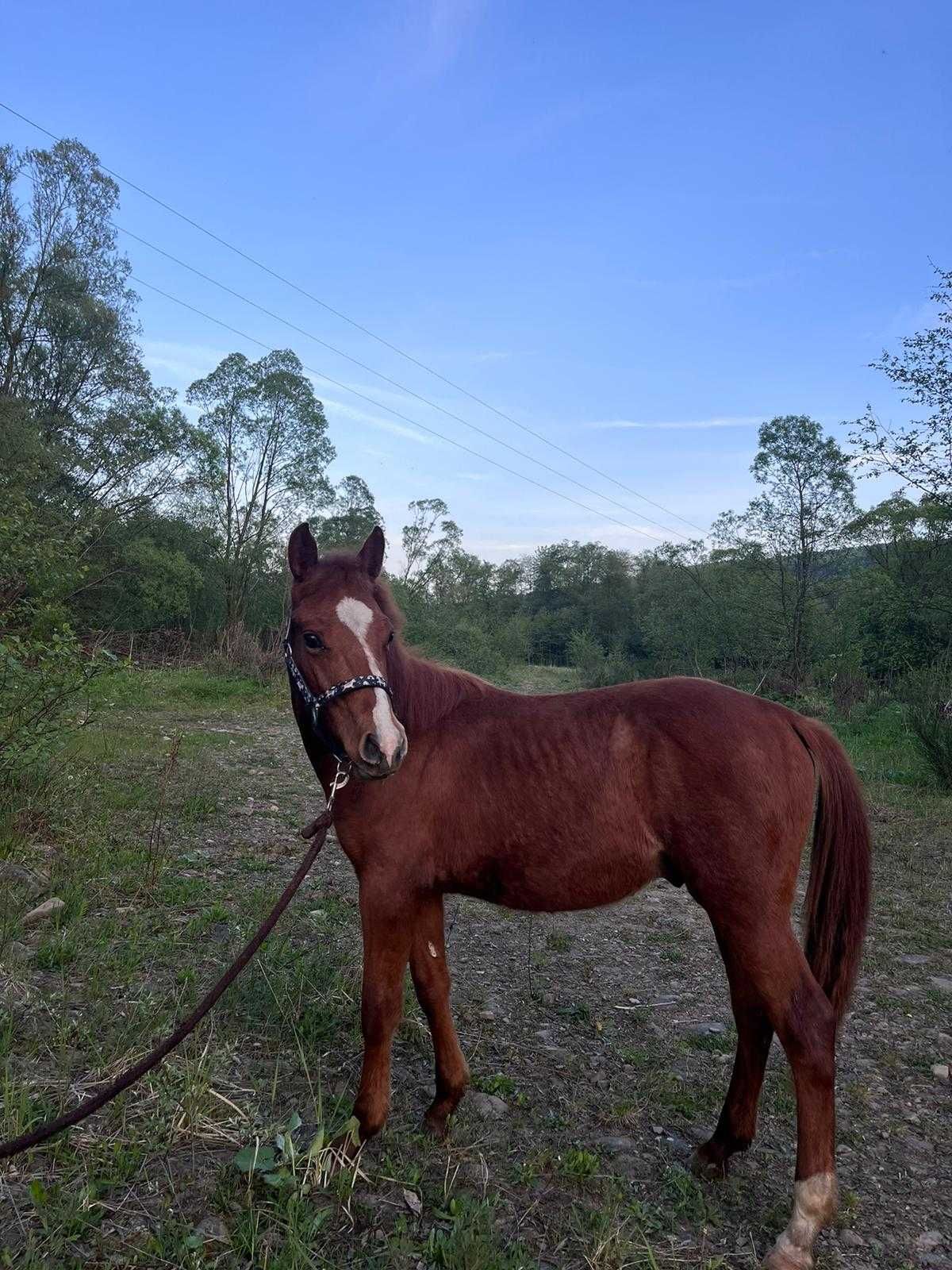 Koń, źrebak , American paint horse