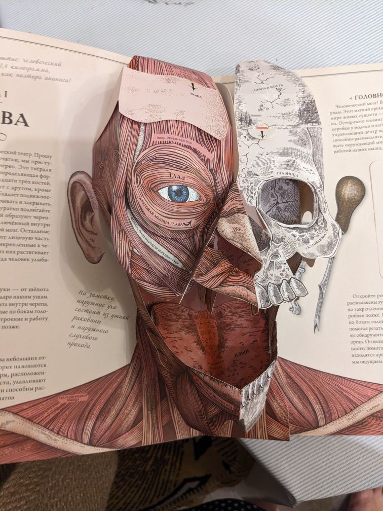 Книга Тело человека