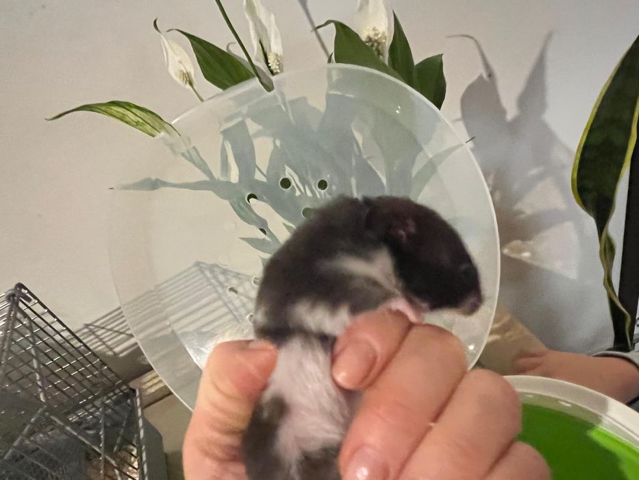 Na sprzedaz Chomik syryjski