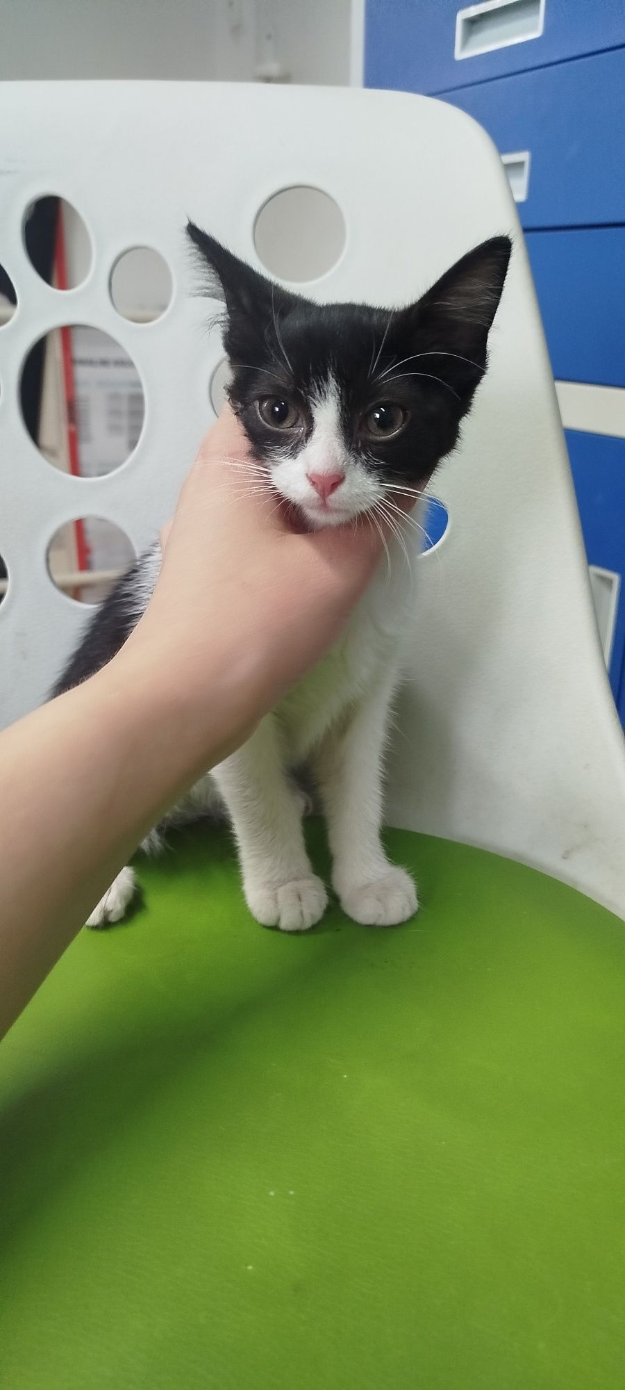 Mała 2 miesięczna Kotka do adopcji