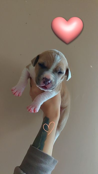 ‼️Suczka Amstaff Rezerwacja‼️