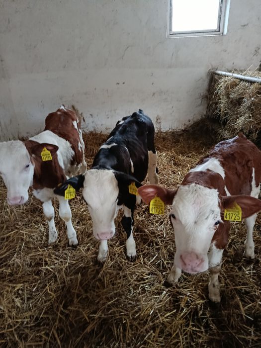 Sprzedam Polskie cielęta