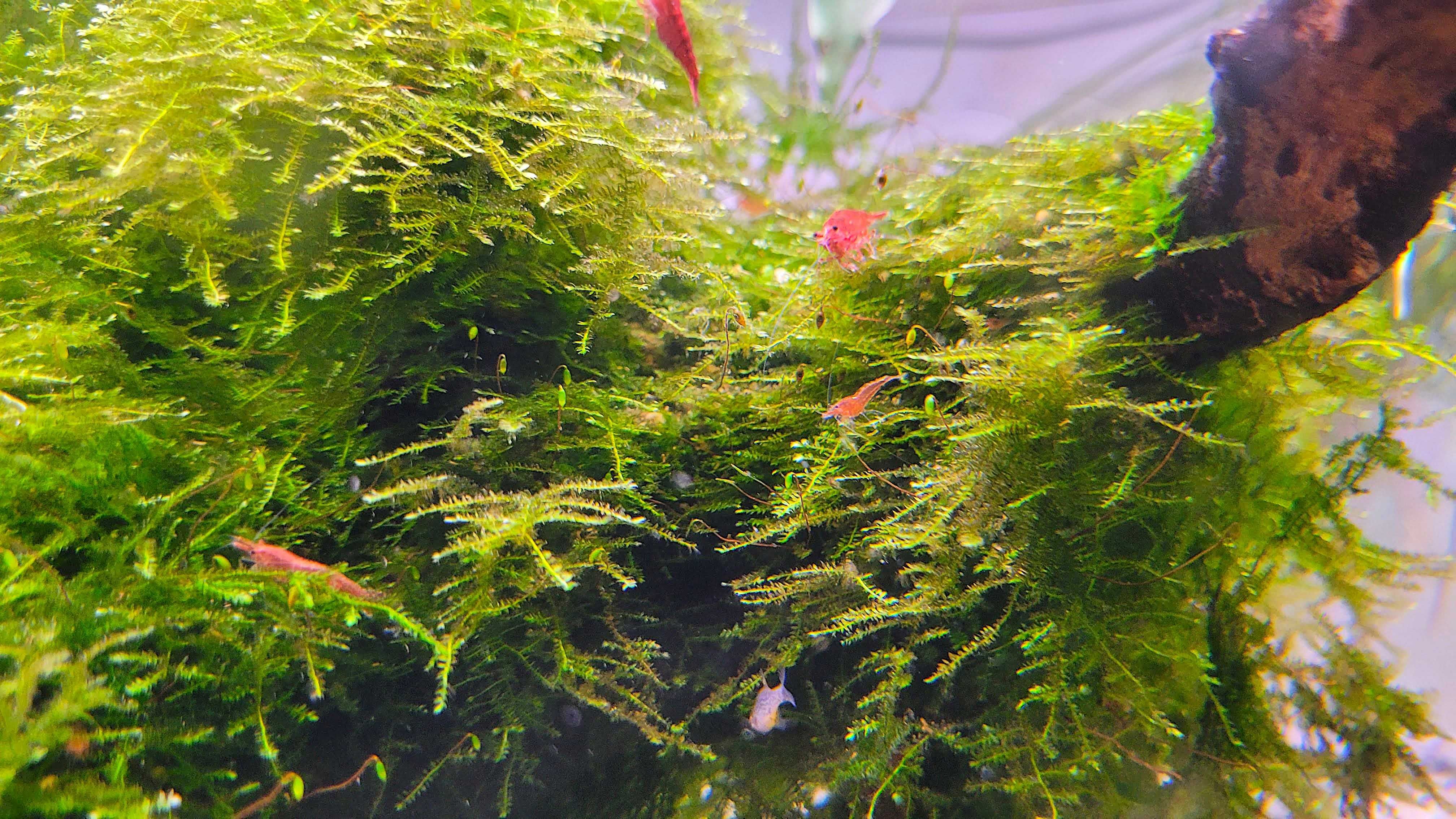 Krewetki Red Cherry