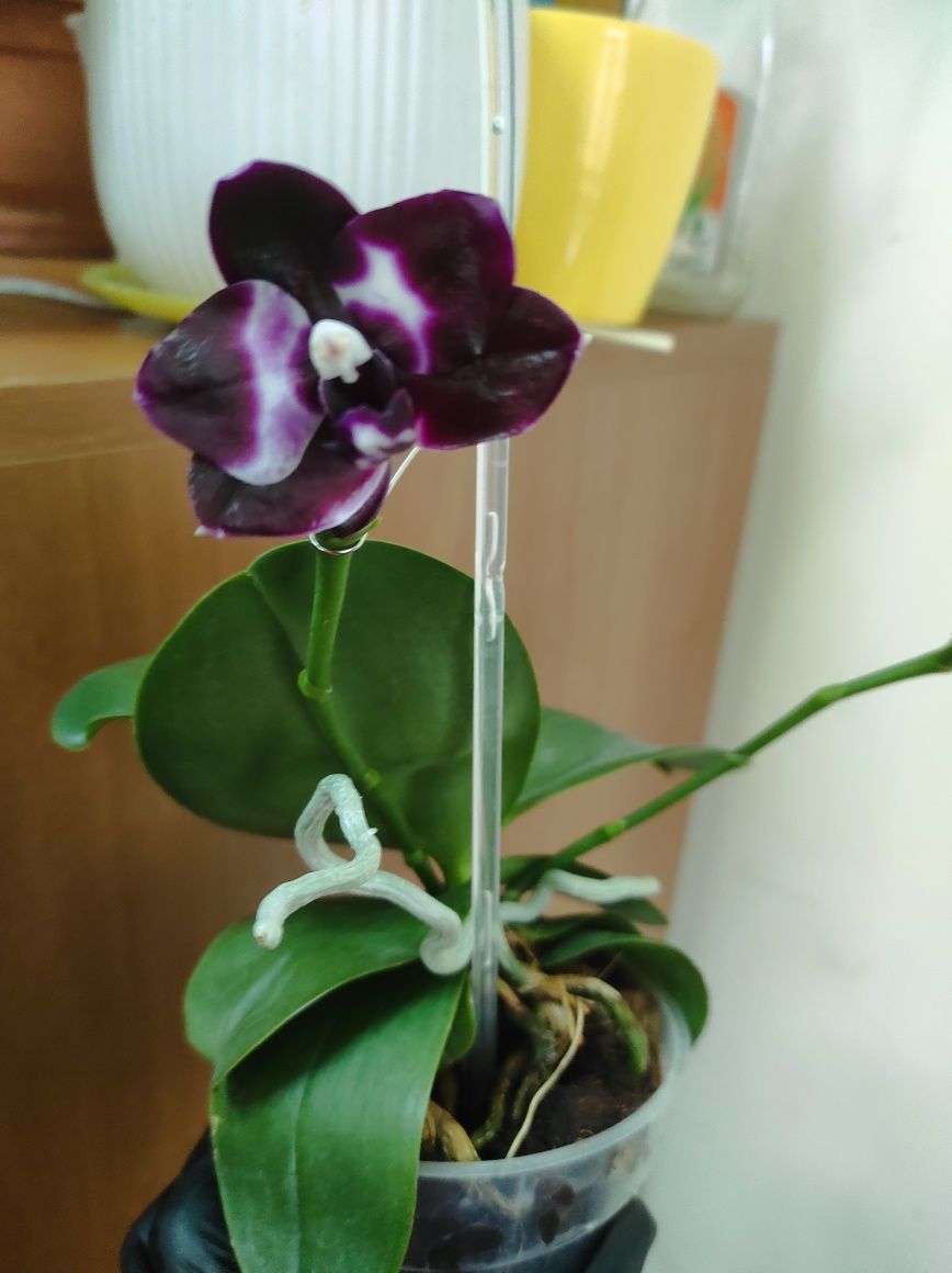 Крупноцвет фаленопсис орхидея