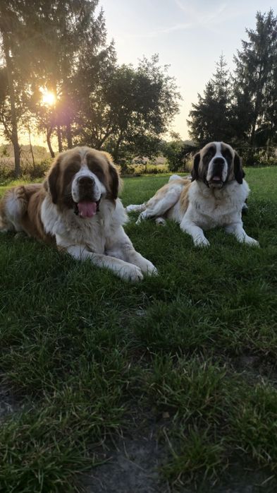 Bernardyn Szczeniaki