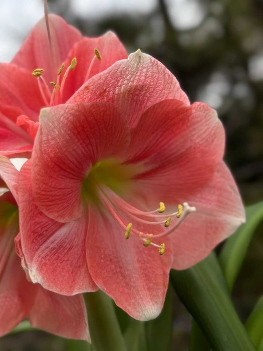 Гипеаструм, комнатная лилия, растения, цветы