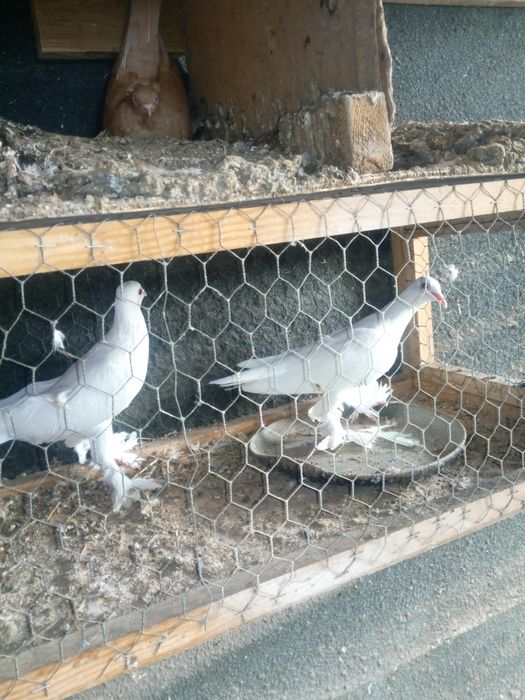 Gołębie.    .    .